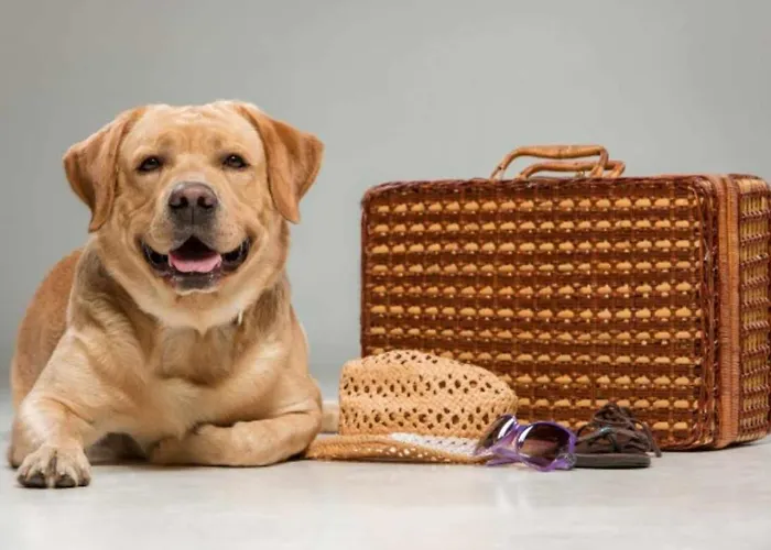 La Casina De Orfeo Cuenco Vv-1901-a Onís